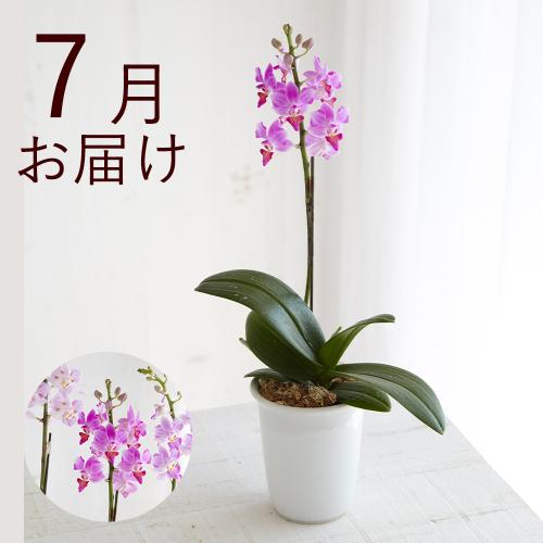 �y�t����n�߂邨�Ԃ̒���ցz�؂₩�e�[�u���I�[�L�b�h�R�[�X�i2026�N4���`2026�N9���j4