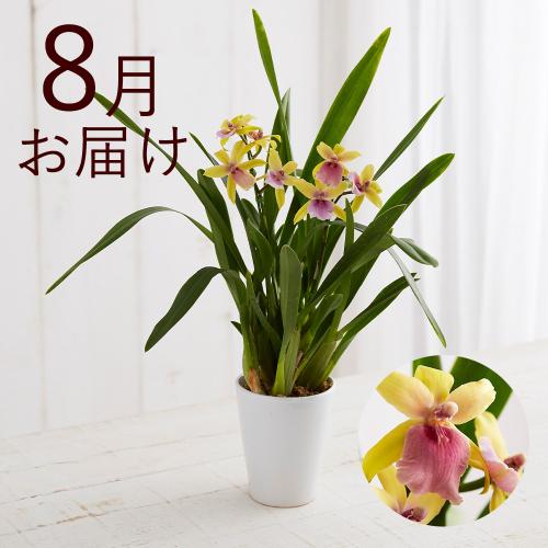 �y�t����n�߂邨�Ԃ̒���ցz�؂₩�e�[�u���I�[�L�b�h�R�[�X�i2026�N4���`2026�N9���j5