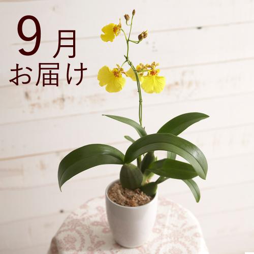 �y�t����n�߂邨�Ԃ̒���ցz�؂₩�e�[�u���I�[�L�b�h�R�[�X�i2026�N4���`2026�N9���j6