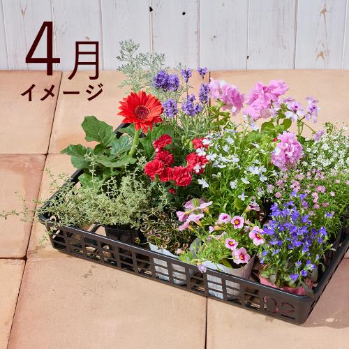 �y�t����n�߂邨�Ԃ̒���ցz�G�߂̉ԕc�l�ߍ��킹�R�[�X�i2026�N4���`2026�N9���j