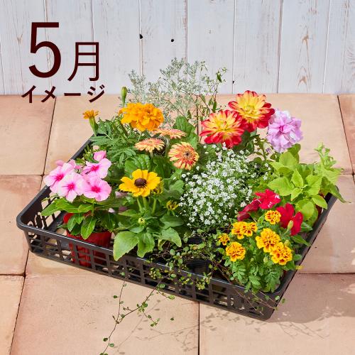 �y�t����n�߂邨�Ԃ̒���ցz�G�߂̉ԕc�l�ߍ��킹�R�[�X�i2026�N4���`2026�N9���j2