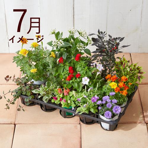 �y�t����n�߂邨�Ԃ̒���ցz�G�߂̉ԕc�l�ߍ��킹�R�[�X�i2026�N4���`2026�N9���j4