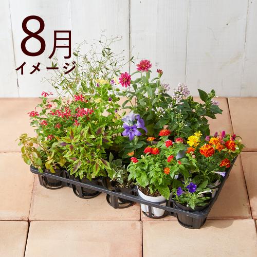 �y�t����n�߂邨�Ԃ̒���ցz�G�߂̉ԕc�l�ߍ��킹�R�[�X�i2026�N4���`2026�N9���j5