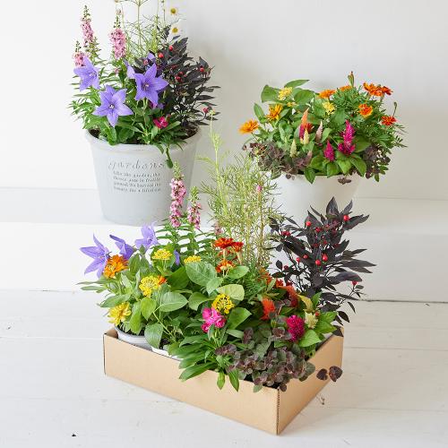 �y�t����n�߂邨�Ԃ̒���ցz�G�߂̉ԕc�l�ߍ��킹�R�[�X�i2026�N4���`2026�N9���j7