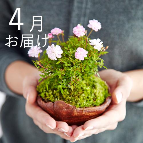 �y�t����n�߂邨�Ԃ̒���ցz�Ă̂Ђ�~�̓R�[�X�i2026�N4���`2026�N9���j