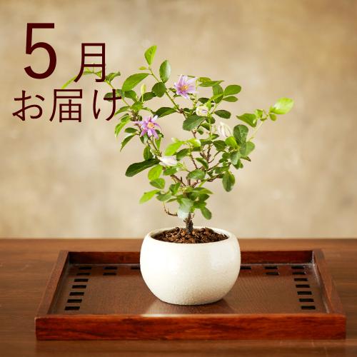 �y�t����n�߂邨�Ԃ̒���ցz�Ă̂Ђ�~�̓R�[�X�i2026�N4���`2026�N9���j2