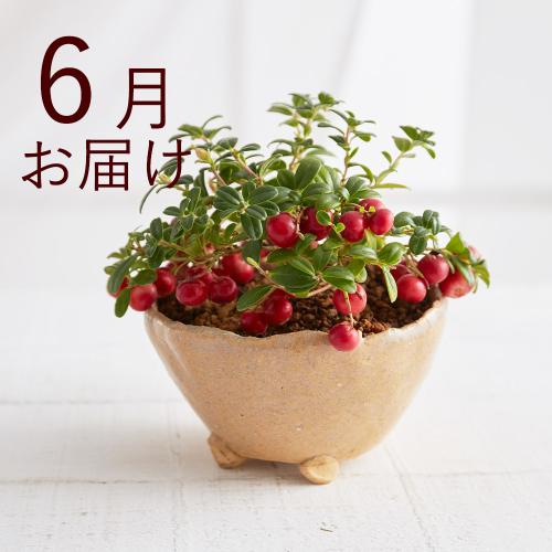 �y�t����n�߂邨�Ԃ̒���ցz�Ă̂Ђ�~�̓R�[�X�i2026�N4���`2026�N9���j3