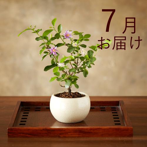 �y�t����n�߂邨�Ԃ̒���ցz�Ă̂Ђ�~�̓R�[�X�i2026�N4���`2026�N9���j4