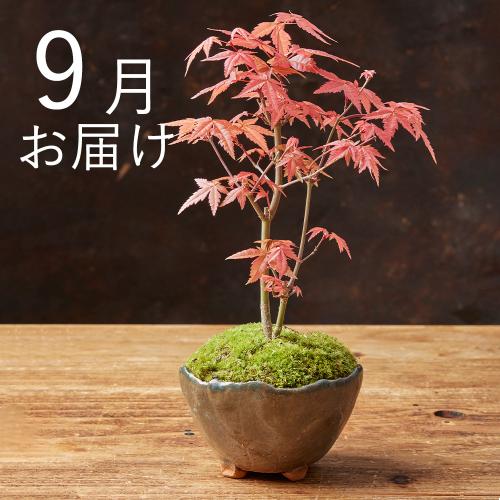 �y�t����n�߂邨�Ԃ̒���ցz�Ă̂Ђ�~�̓R�[�X�i2026�N4���`2026�N9���j6