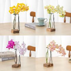 �y�t����n�߂邨�Ԃ̒���ցz���̐؂�ԃR�[�X�i2026�N4���`2026�N9���j