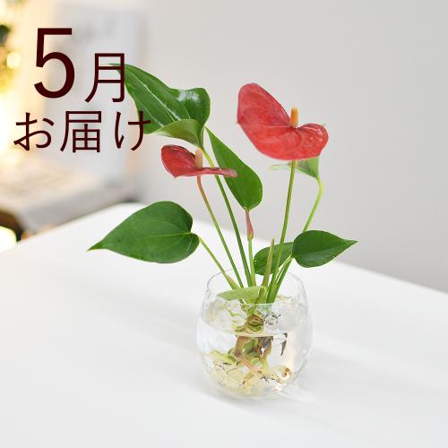 �y�t����n�߂邨�Ԃ̒���ցz���k�͔|�i�~�j�Ӓ������A���X���E���j3�����R�[�X2