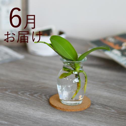 �y�t����n�߂邨�Ԃ̒���ցz���k�͔|�i�~�j�Ӓ������A���X���E���j3�����R�[�X3