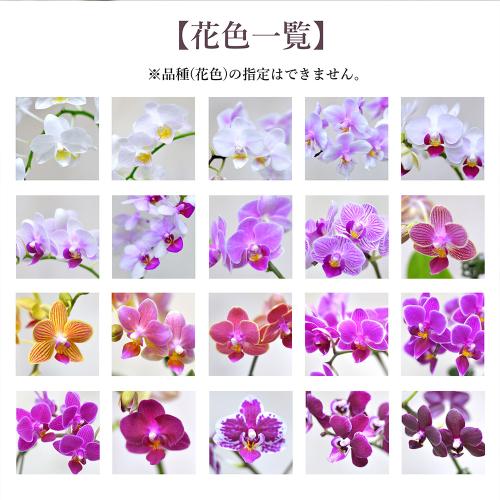 �y�t����n�߂邨�Ԃ̒���ցz���k�͔|�i�~�j�Ӓ������A���X���E���j3�����R�[�X4