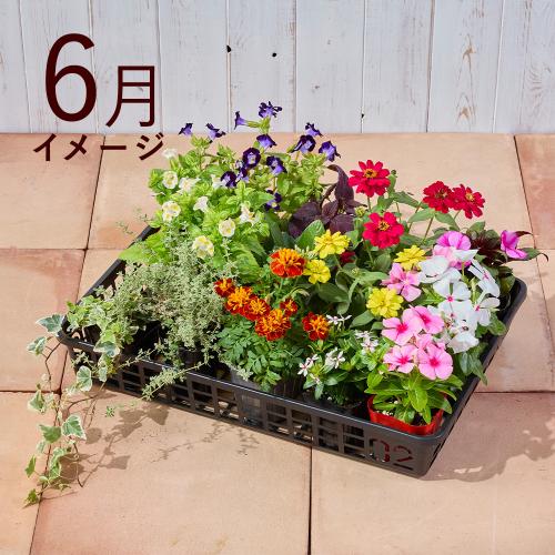 �y�t����n�߂邨�Ԃ̒���ցz�G�߂̉ԕc�l�ߍ��킹�R�[�X�i2026�N5���`2026�N9���j2