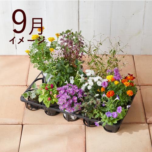 �y�t����n�߂邨�Ԃ̒���ցz�G�߂̉ԕc�l�ߍ��킹�R�[�X�i2026�N5���`2026�N9���j5