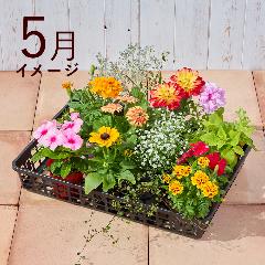 �y�t����n�߂邨�Ԃ̒���ցz�G�߂̉ԕc�l�ߍ��킹�R�[�X�i2026�N5���`2026�N9���j