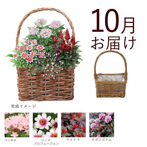 �y�H����n�߂邨�Ԃ̒���ցz �񂹐A���K�[�f���R�[�X�i2026�N10���`2027�N3���j