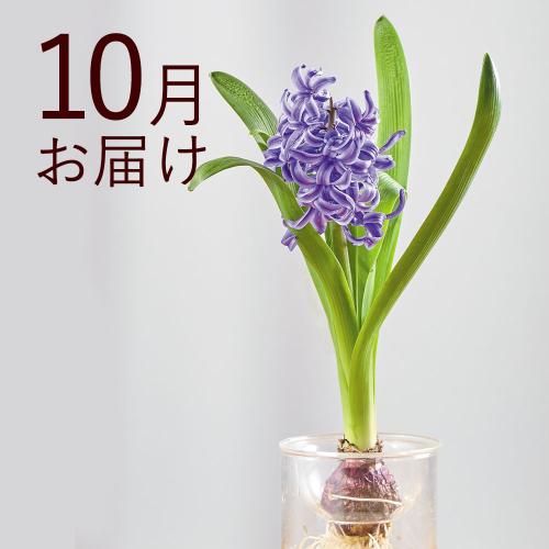 �y�H����n�߂邨�Ԃ̒���ցz�o���u�t�����[�i�����j�R�[�X�i2026�N10���`2027�N3���j