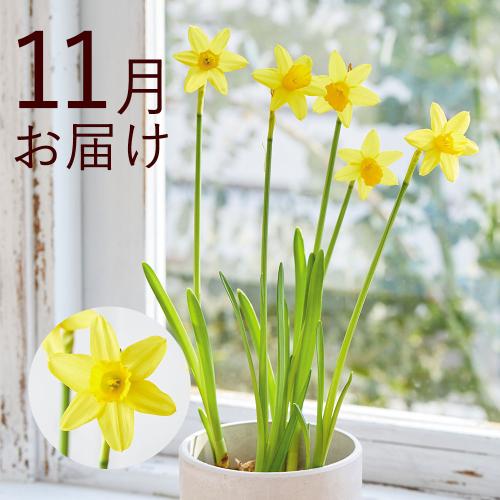 �y�H����n�߂邨�Ԃ̒���ցz�o���u�t�����[�i�����j�R�[�X�i2026�N10���`2027�N3���j2
