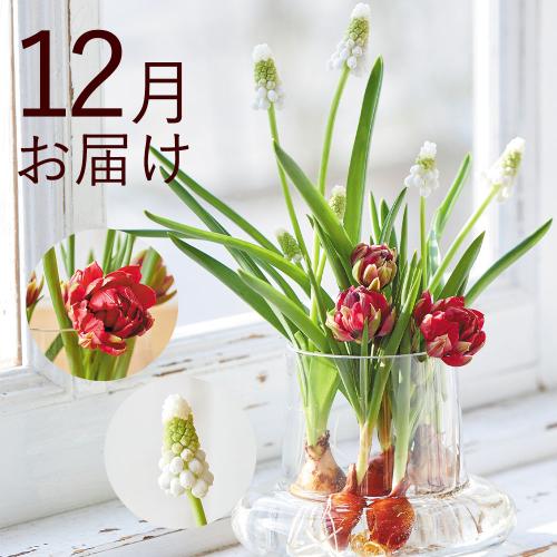 �y�H����n�߂邨�Ԃ̒���ցz�o���u�t�����[�i�����j�R�[�X�i2026�N10���`2027�N3���j3
