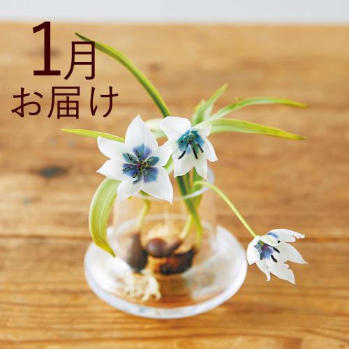 �y�H����n�߂邨�Ԃ̒���ցz�o���u�t�����[�i�����j�R�[�X�i2026�N10���`2027�N3���j4