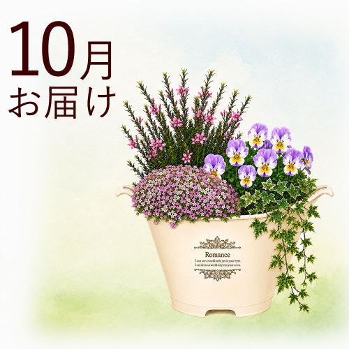 �y�H����n�߂邨�Ԃ̒���ցz�ԍ炭�}�C�K�[�f���R�[�X�i2026�N10���`2027�N3���j