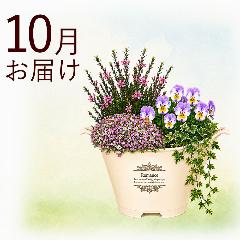 �y�H����n�߂邨�Ԃ̒���ցz�ԍ炭�}�C�K�[�f���R�[�X�i2026�N10���`2027�N3���j