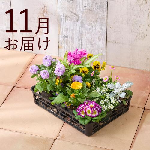 �y�H����n�߂邨�Ԃ̒���ցz���N���N�G�߂̉Ԃ����R�[�X�i2026�N10���`2027�N3���j2