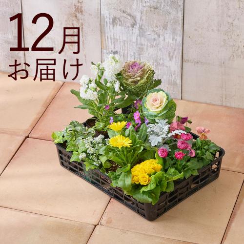 �y�H����n�߂邨�Ԃ̒���ցz���N���N�G�߂̉Ԃ����R�[�X�i2026�N10���`2027�N3���j3