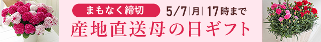 ̓Yni
