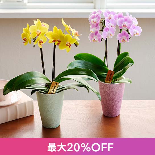 ���ẴM�t�gSALE