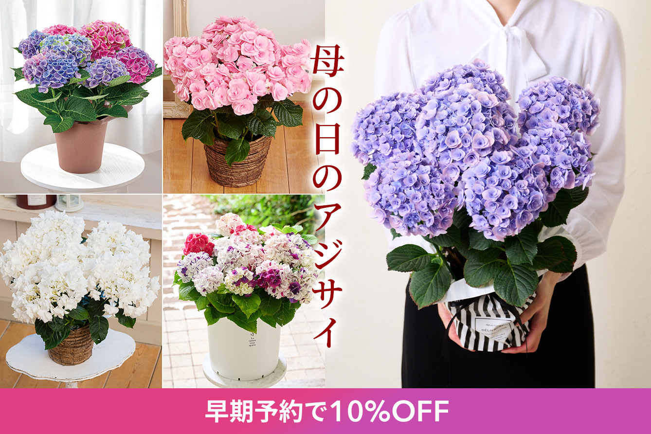 ��̓��A�W�T�CSALE