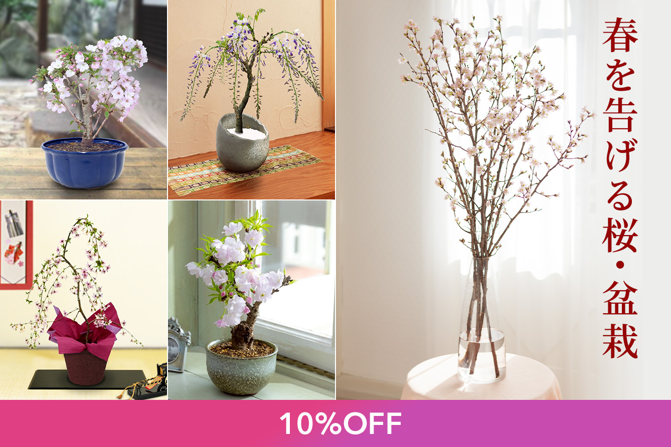 10%OFF�Z�[�������W