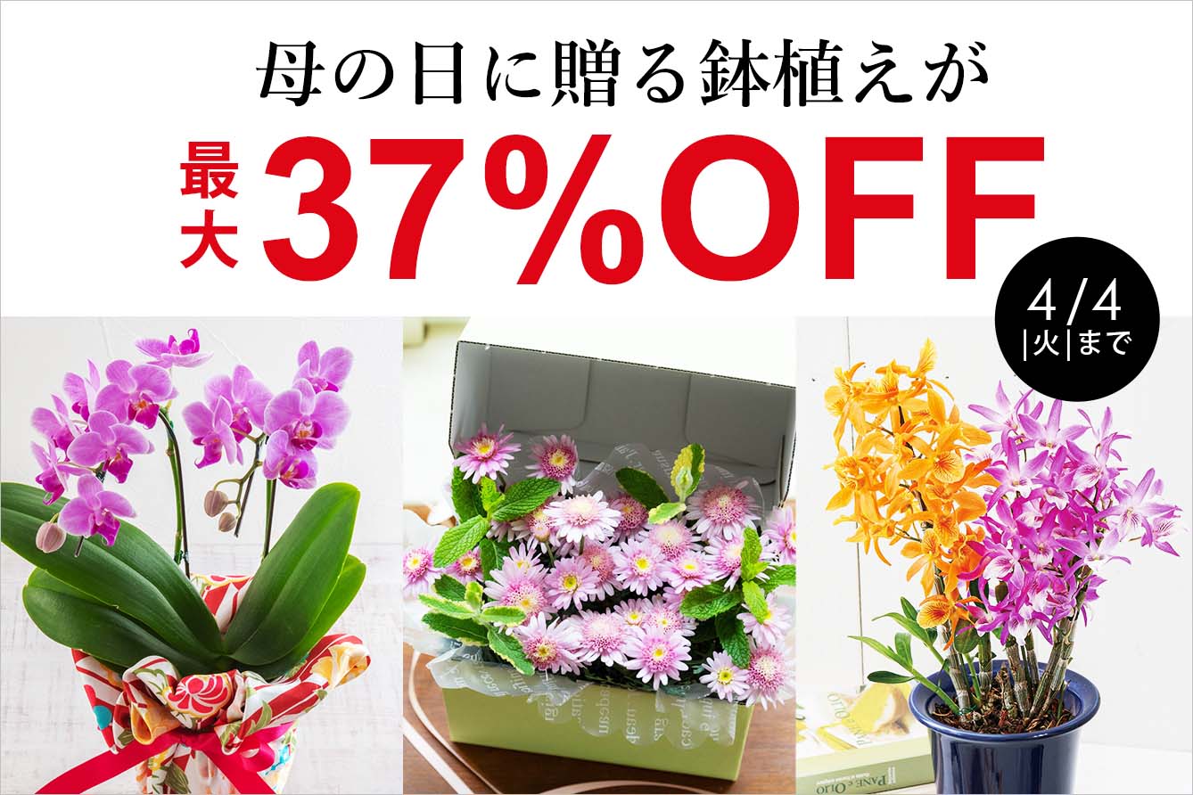 ̓Z[ő37%OFF