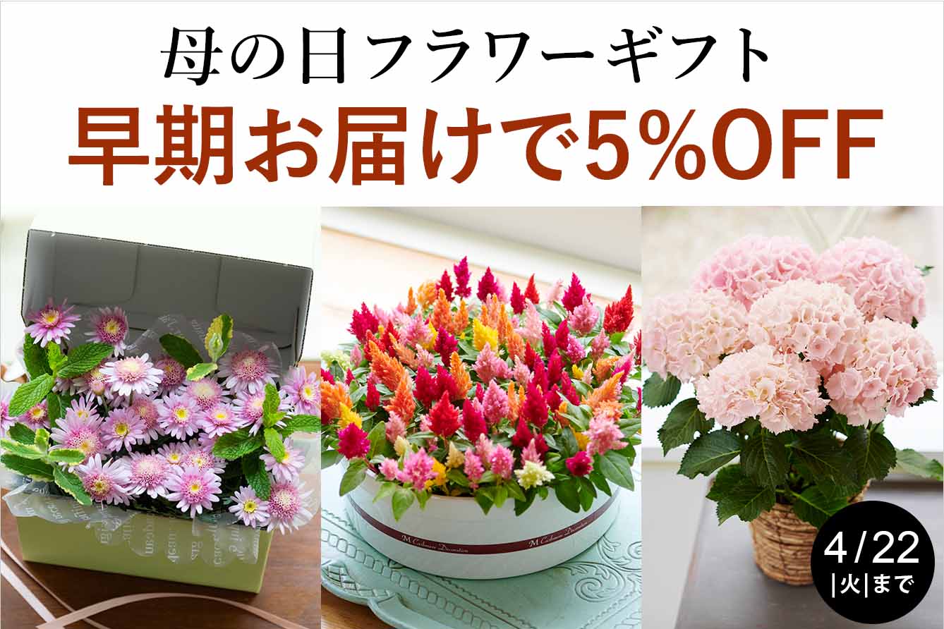GŴ͂Œʏ̓͂̕5%OFFI