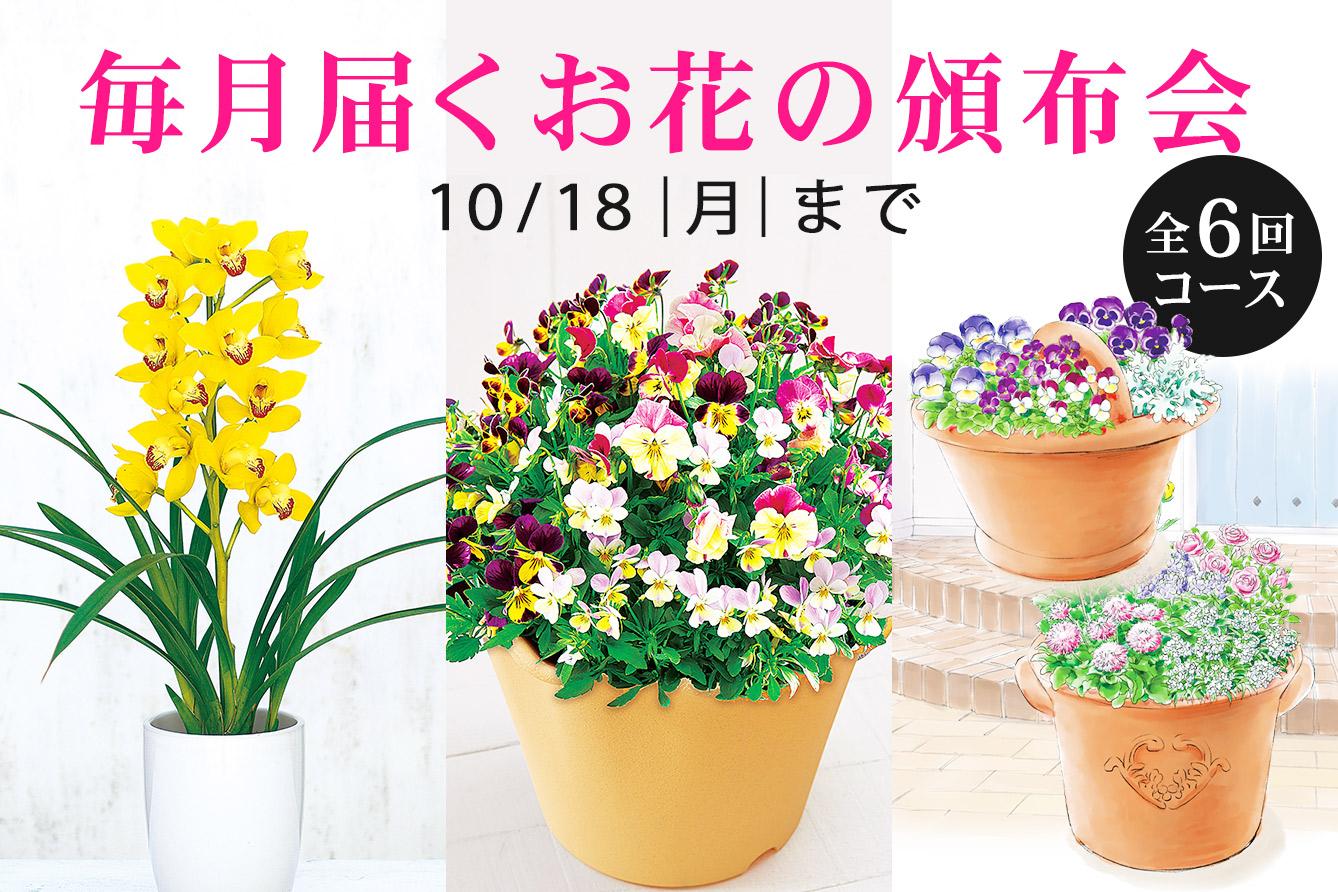 花の贈り物 プレゼント フラワーギフトの通販 フジテレビフラワーネット 花の贈り物 プレゼント フラワーギフトの通販 フジテレビフラワーネット