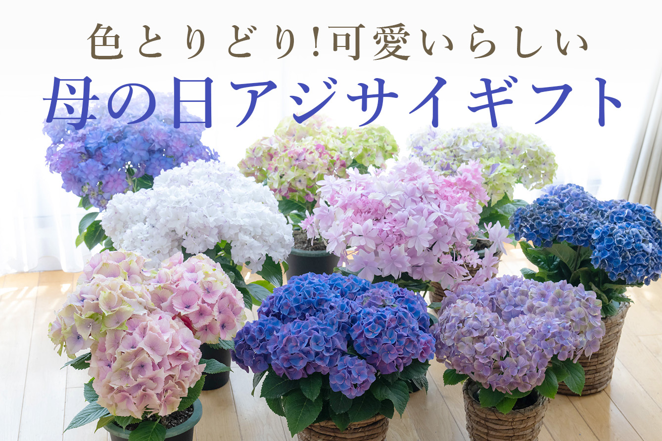 ̓AWTC