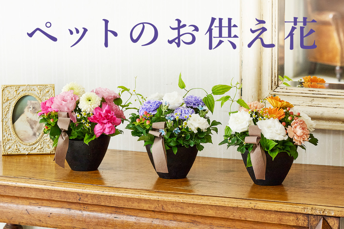 �y�b�g�̂�������