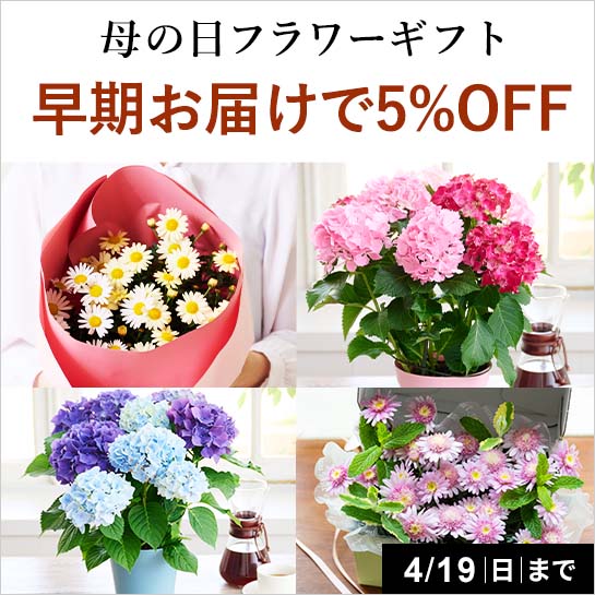 ���܂����Z���K�C�h�z�B�萔�������L�����y�[��