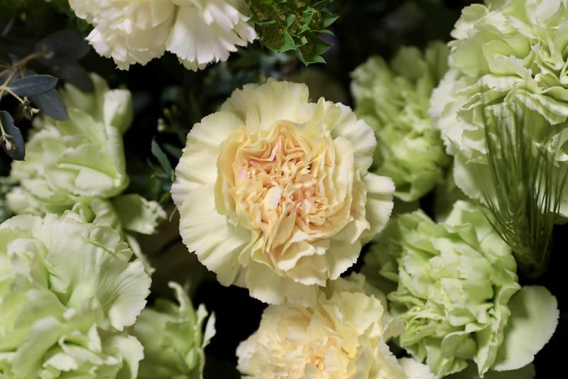 カーネーション20260317 (6).jpg