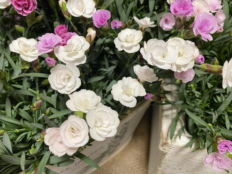 ダイアンサス20260331 (16).jpg