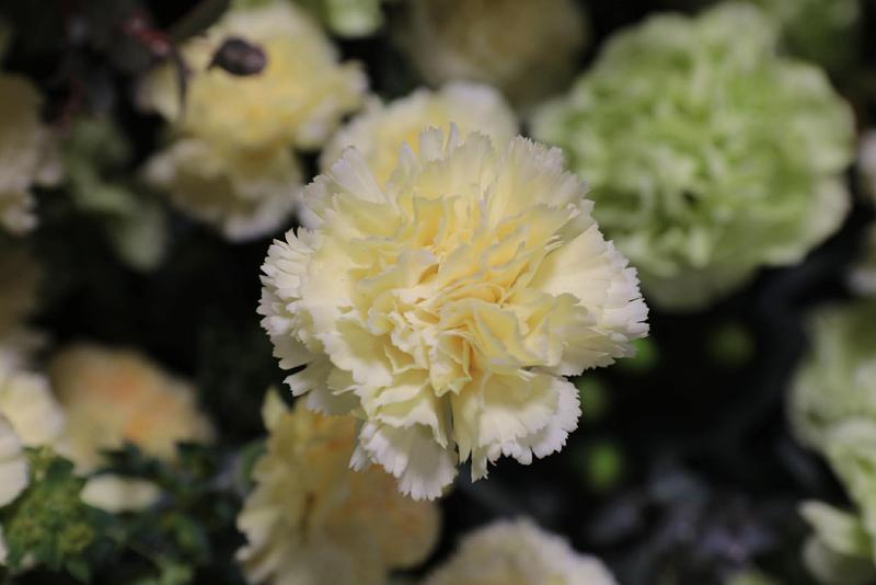 カーネーション20260317 (11).jpg