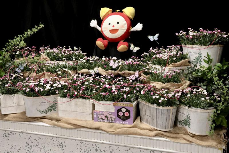 ダイアンサス20260331 (18).jpg