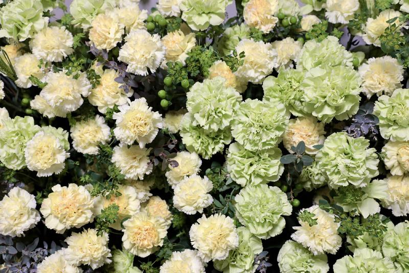 カーネーション20260317 (3).jpg