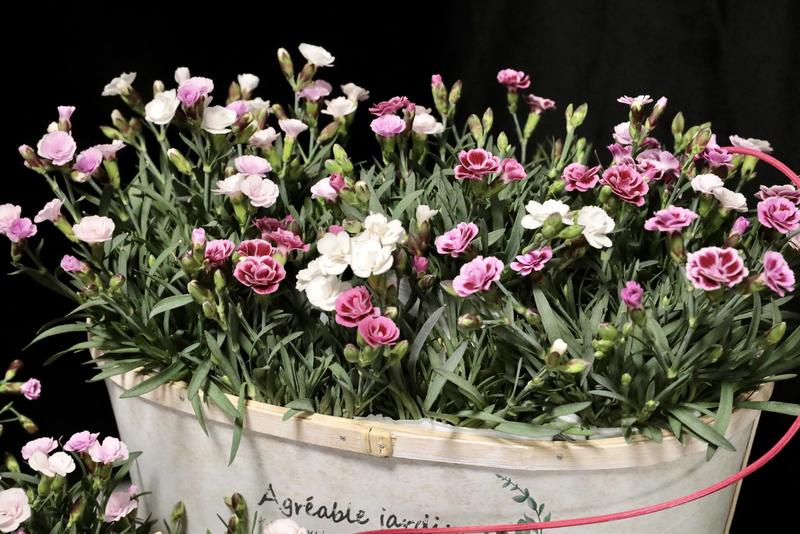 ダイアンサス20260331 (5).jpg