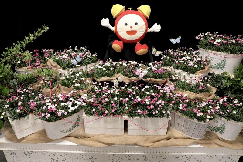 ダイアンサス20260331 (20).jpg