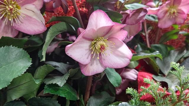 Christmas rose_2.JPG