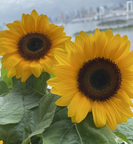 sunflower.jpg