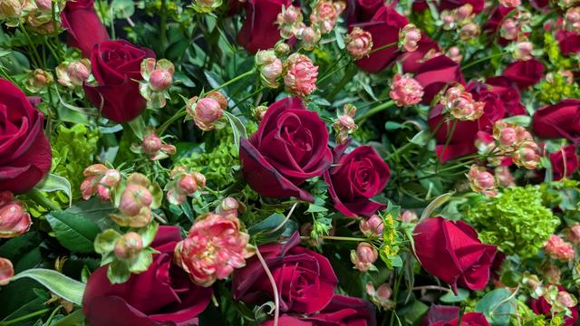 rose_2.jpg