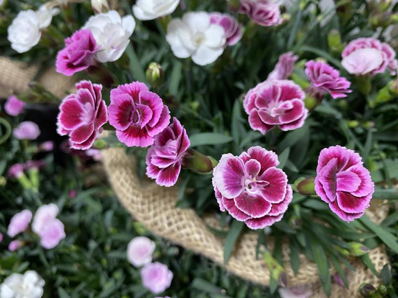 ダイアンサス20260331 (14).jpg